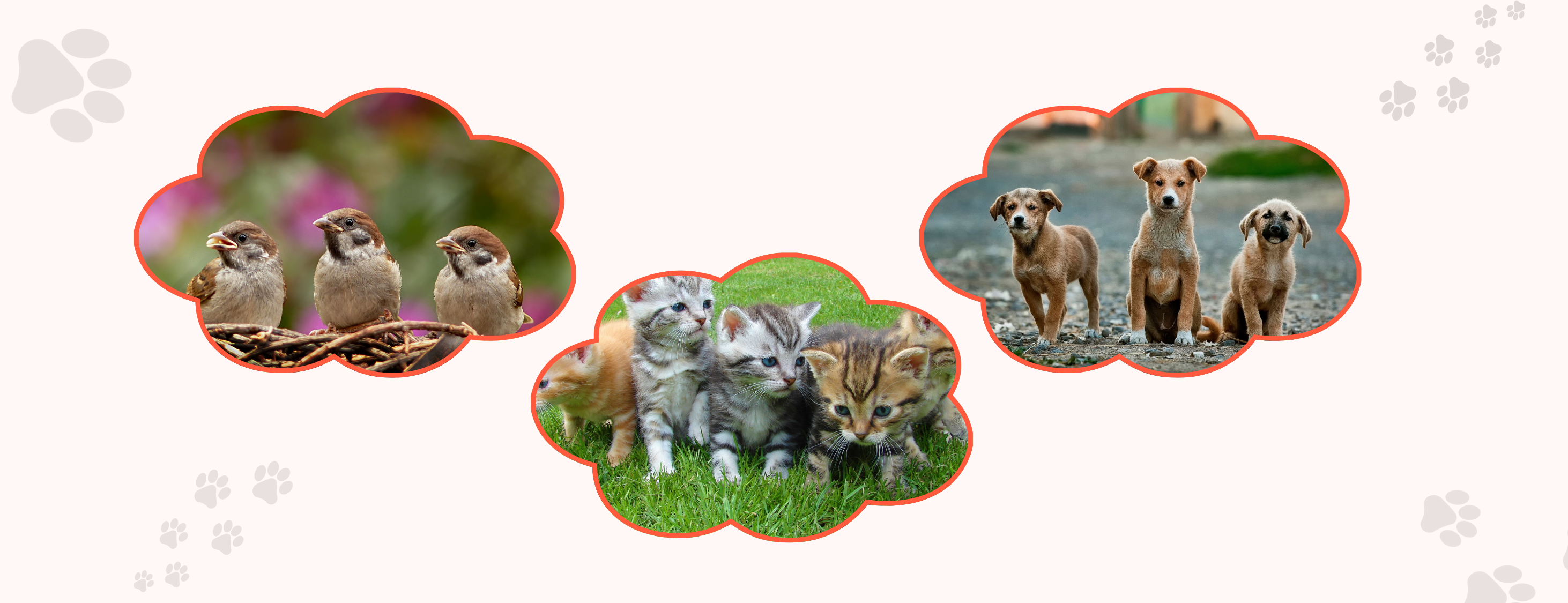 For_the_Love_of_Chubby_Cheeks_Wiggly_Tails-10